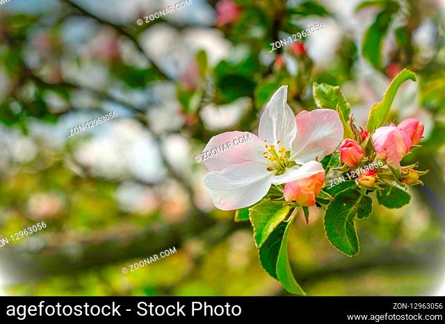 Close-up on pink and white apple blossoms and buds with blurry branches in the background