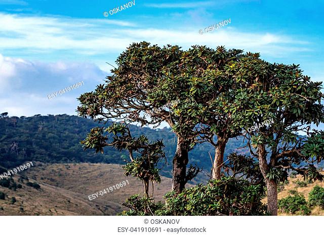 Beautiful landscape of montane grassland and tree rhododendron in front in Horton Plains National Park, Sri Lanka