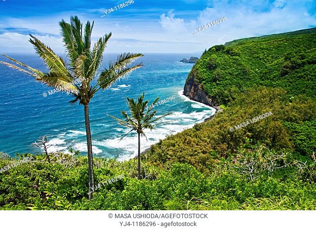coconut palm trees, Cocos nucifera, and Pololu Beach, Pololu Valley, North Kohala, Big Island, Hawaii, Pacific Ocean