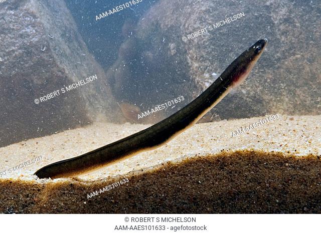 American Eel (Anquilla rostrata), elver eel stage, shows typical behavior of how eels hide in the sand, or mud. Saugus River, Massachusetts