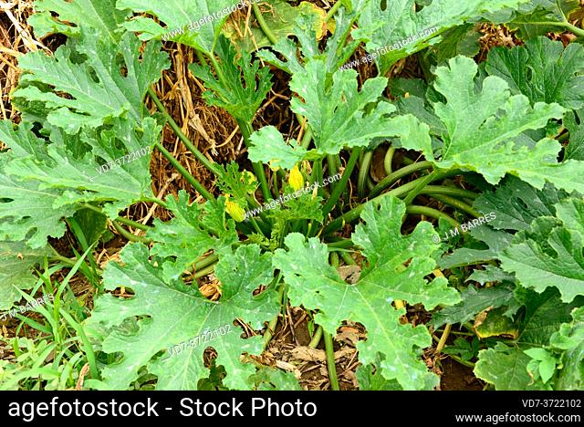 Zucchini (Cucurbita pepo cylindrica) is an annual prostrate plant whith edible fruits
