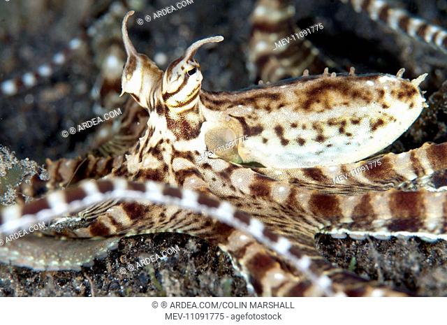 Mimic Octopus waving tentacles on sand