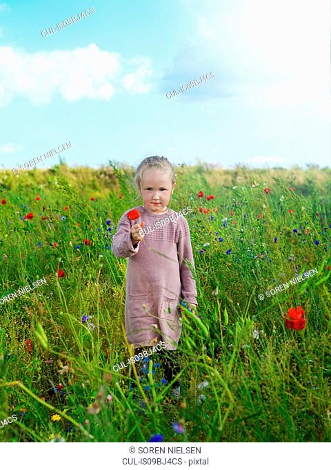 Child in wildflower field, Copenhagen, Hovedstaden, Denmark