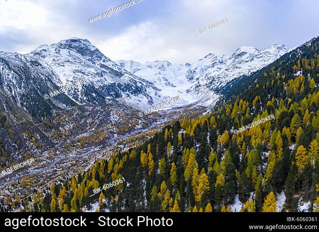 Autumn larch forest in the valley of the Morteratsch glacier, Bernina group with Piz Bernina, Bernina, Engadin, Canton Graubünden, Switzerland, Europe