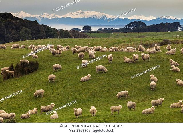 Sheep grazing near Tuatapere, Southland, New Zealand