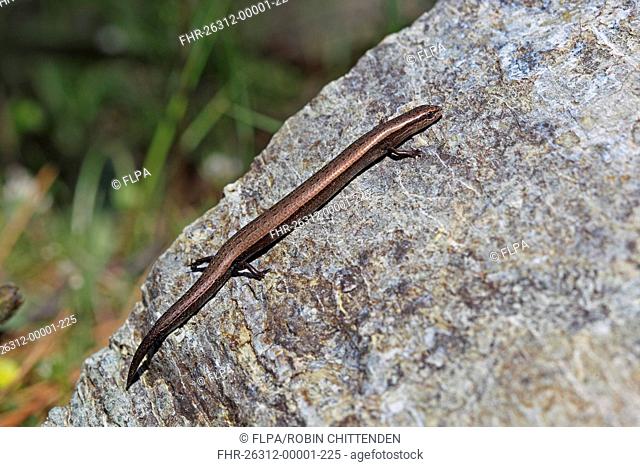 European Snake-eyed Skink Ablepharus kitaibelii adult, resting on rock, Lesvos, Greece, april