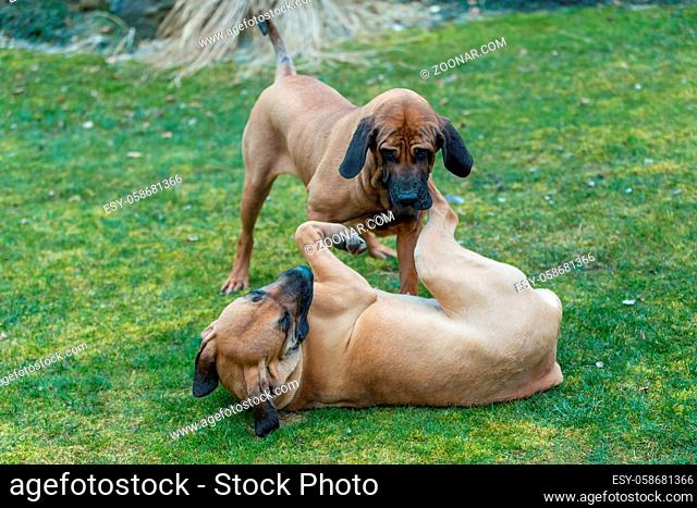 two young guardian dogs, female of Fila Brasileiro, Brazilian Mastiff, playing outdoor on green grass