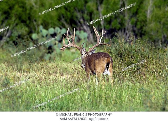 White-tailed Deer (Odocoileus virginianus) alert nontypical buck portrait during fall Santa Margarita Ranch Cotulla, Texas