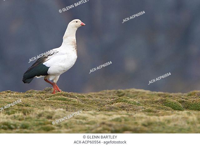 Andean Goose Chloephaga melanoptera perched on the ground in the highlands of Peru