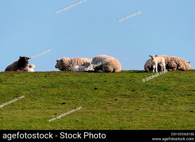 Sheep and lamb on the dike of Westerhever in Germany