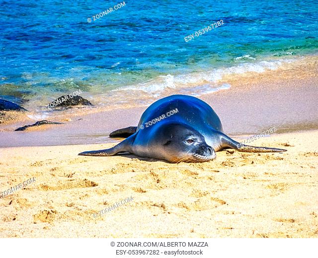 Hawaiian monk seal sleeping on the tropical beach, Kauai, Hawaii, Usa