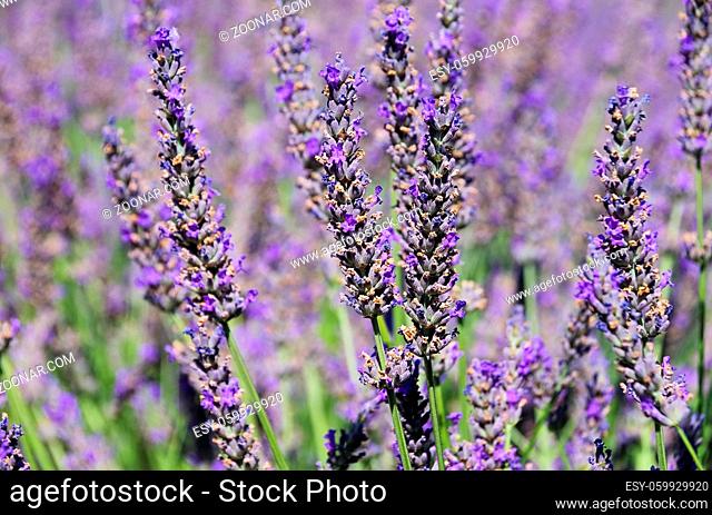 Lavendel - lavender 151