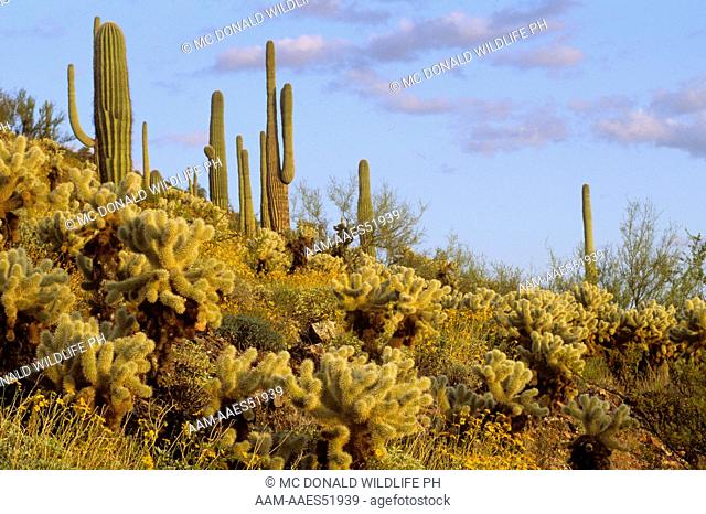Teddy Bear Cholla Cactus (Opuntia bigelovi) Organ Pipe NM - Arizona