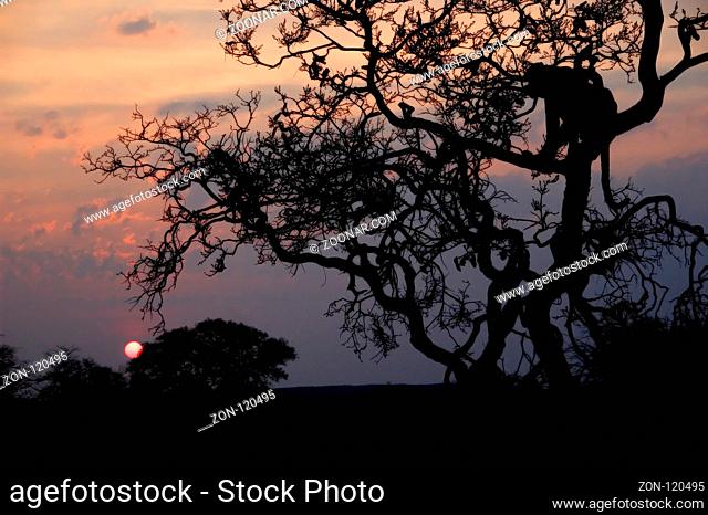 The sundown at okanjima is a wonderful nature experience. Especially if you have a leopard sitting in front of it