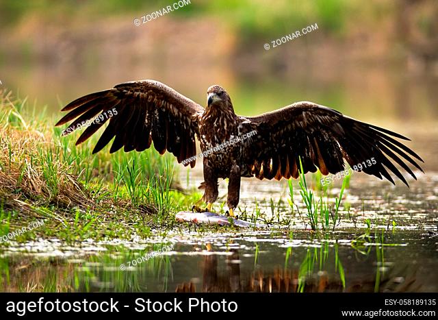Majestic white-tailed eagle, haliaeetus albicilla, landing with spoil on the shore. Magnificent predator standing on fish. Wild bird hunting in water