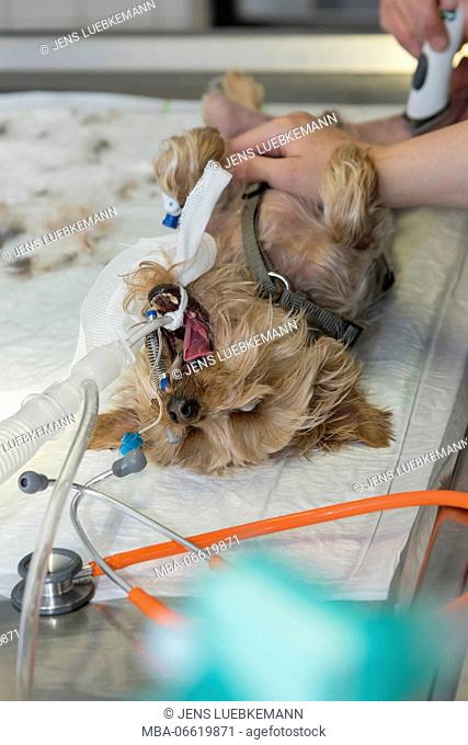 Dog at the veterinarian, preparation for an operation