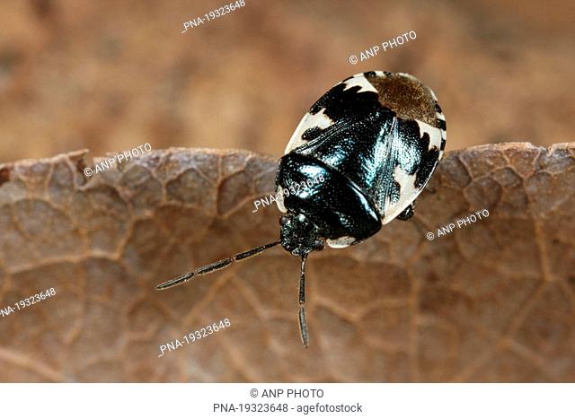 Tritomegas bicolor - Oude Gracht, Eindhoven, Campine, North Brabant, The Netherlands, Holland, Europe