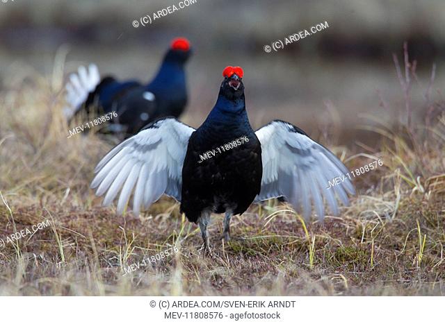 Black Grouse cocks Black Grouse males displaying in spring Sweden