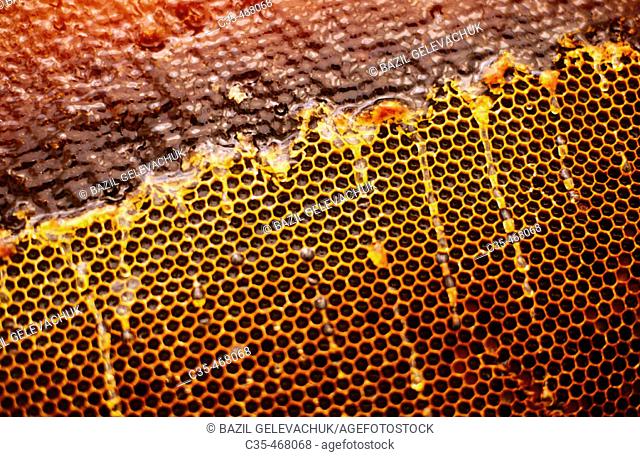 Honey. An apiary