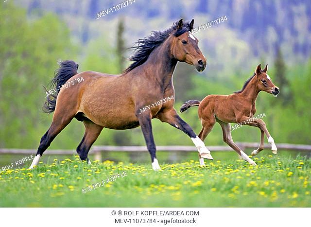 Horse Bay Arabian mare with few week old foal running together in a field of dandelions