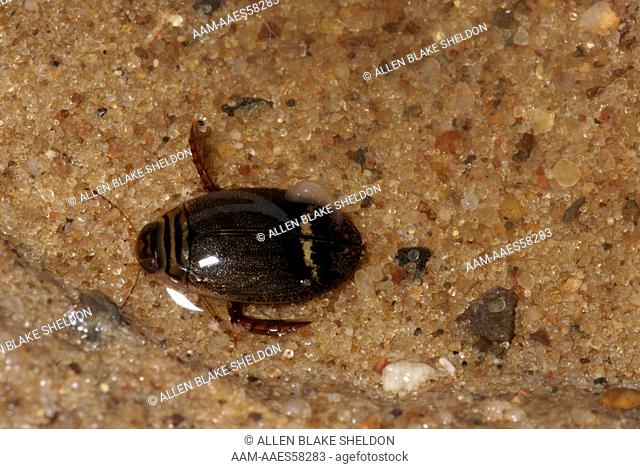 Predaceous Diving Beetle (Acilius mediatus) Trempealeau County, WI Captive
