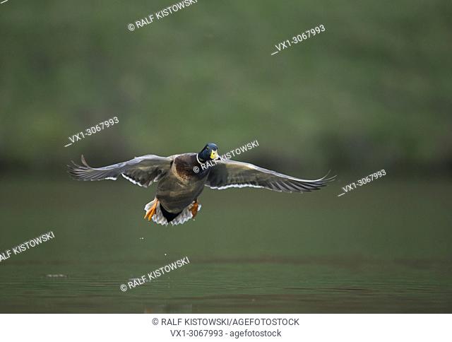 Flight shot of a male Mallard / Wild Duck ( Anas platyrhynchos ) just before landing on a natural pond, wildlife, Europe