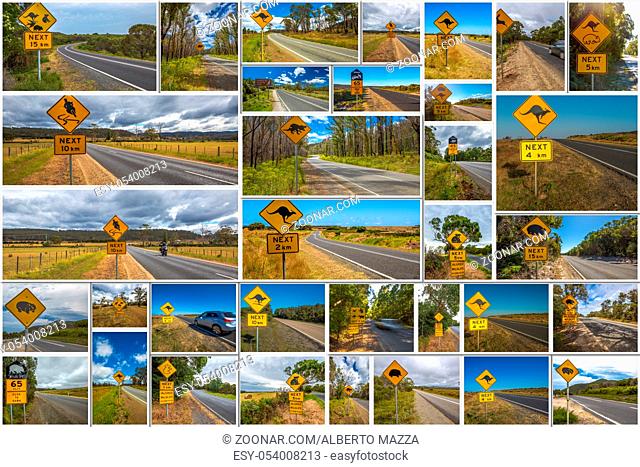 Australian road signs collage of kangaroo, koala, wombat, devil and penguin crossing road in Australian States of Victoria, New South Wales and Tasmania
