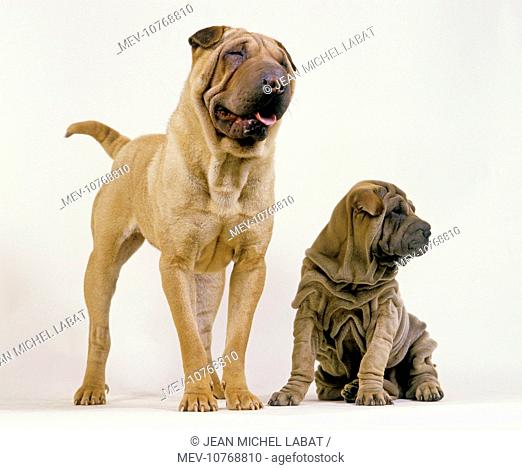 Shar Pei Dogs - Adult and puppy