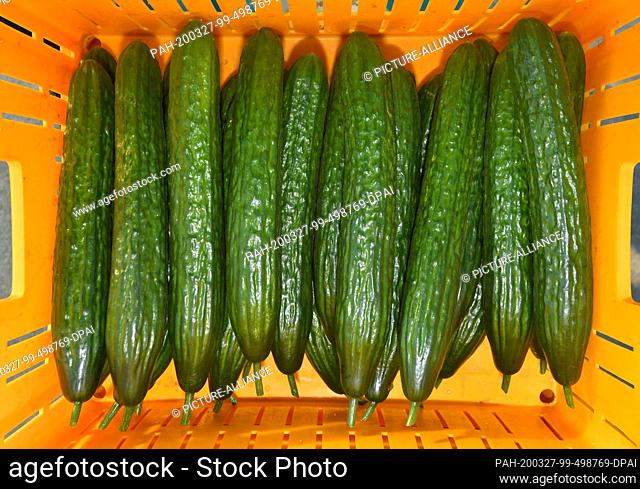 26 March 2020, Brandenburg, Manschnow: Freshly harvested cucumbers lie in a box in a greenhouse of Fontana Gartenbau GmbH