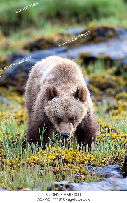 Grizzly bear cub, Khutzeymateen Grizzly Bear Sanctuary in British Columbia, Canada
