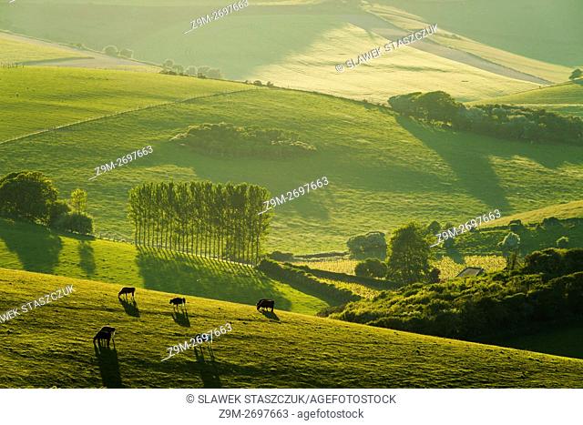 Spring evening in South Downs National Park near Brighton, East Sussex, England