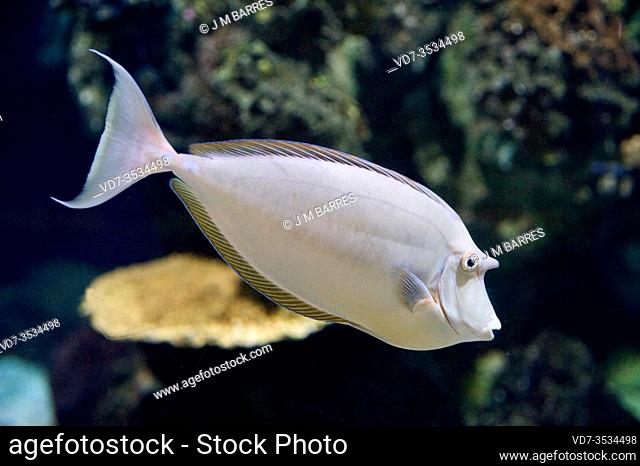 Bluespine unicornfish (Naso unicornis) is a marine fish native to tropical Indo-Pacific Ocean