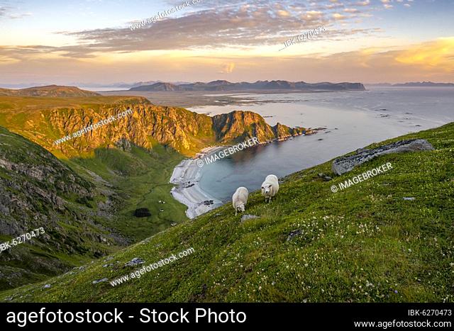 Evening atmosphere, sheep grazing on the mountainside, beach and sea, hiking to the mountain Måtinden, near Stave, Nordland, Norway, Europe