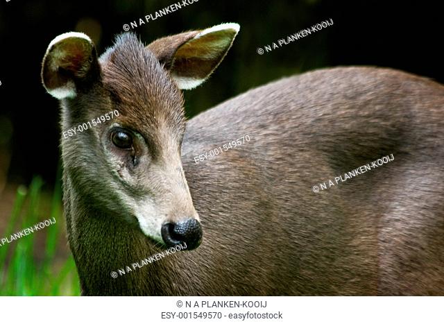 Female tufted deer