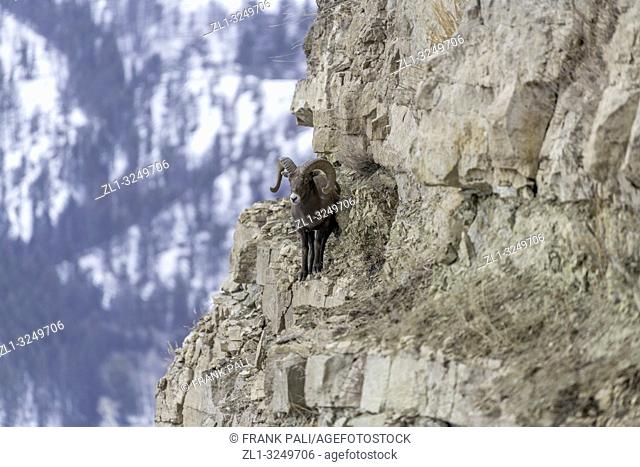 An adult male Bighorn sheep 'Ovis canadensis', standing on top of a rocky ridge against a blue sky in lamar Valley Yellowstone National Park