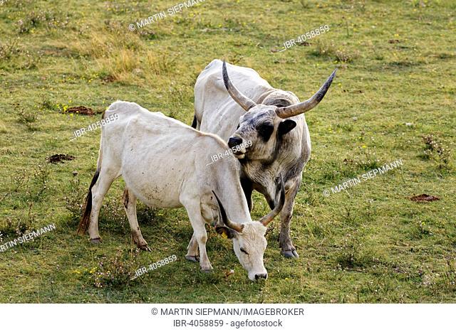 Cow and bull, Hungarian Grey cattle, National Park Lake Neusiedl, Seewinkel, Northern Burgenland, Burgenland, Austria