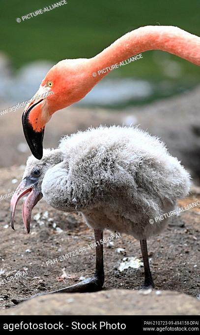 23 July 2021, Brandenburg, Cottbus: A flamingo chick stands between the old animals on a small island in the pond of the bird aviary in the zoo