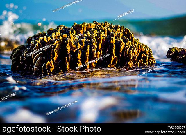 The Andaman sea at low tide, Coral at sunny day with water around it. blurry. Phuket Island, Thailand, Asia