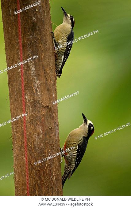 Black-cheeked Woodpecker (Melanerpes pucherani) Laguna del Lagarto Lodge, Costa Rica, pecking on banana tree