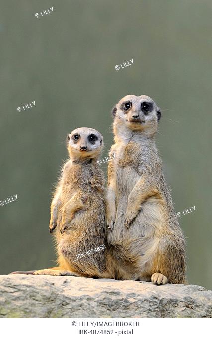Meerkats (Suricata suricatta), native to Africa, captive, Baden-Württemberg, Germany