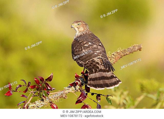 Cooper's Hawk - immature - during fall migration in October at Cape (Accipiter cooperii). May, NJ, USA