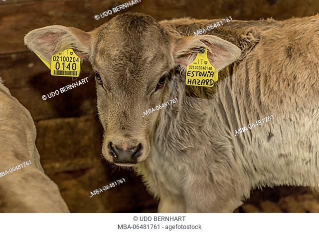 Italy, South Tirol, Vinschgau, Sonnenberg, Schnatzhof, stable, calf with ear marks