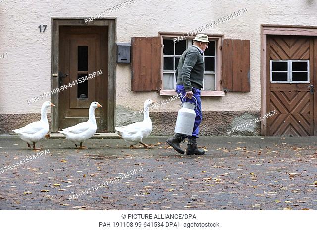08 November 2019, Baden-Wuerttemberg, Langenenslingen-Wilflingen: Behind a farmer carrying a milk can in his hand, three geese run after him
