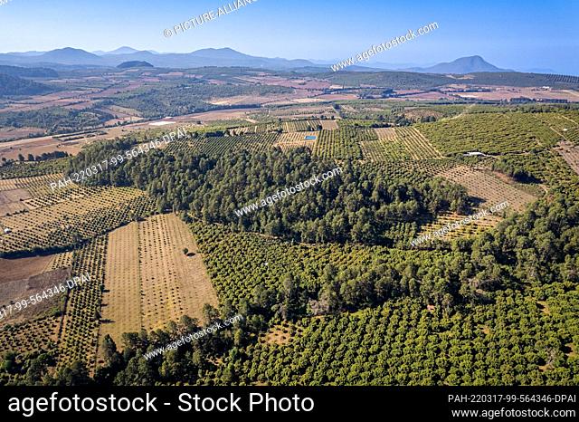 16 March 2022, Mexico, Michoacan: Avocado trees grow on newly planted land next to deciduous forest. Avocados are one of the most lucrative commodities for...