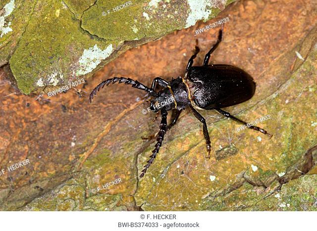 Prionus longhorn beetle, Greater British longhorn, The tanner, The sawyer (Prionus coriarius), male on a stone, Germany