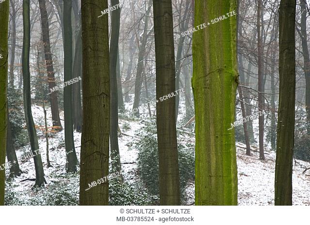 Forest, tree-trunks, detail, snow,   Nature, fauna, forest, Mischwald, trees, deciduous trees, trunks, season, winters, wintry, botany, vegetation, silence