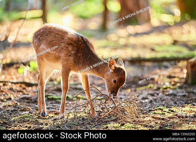 Fallow deer (Dama dama), forest, standing