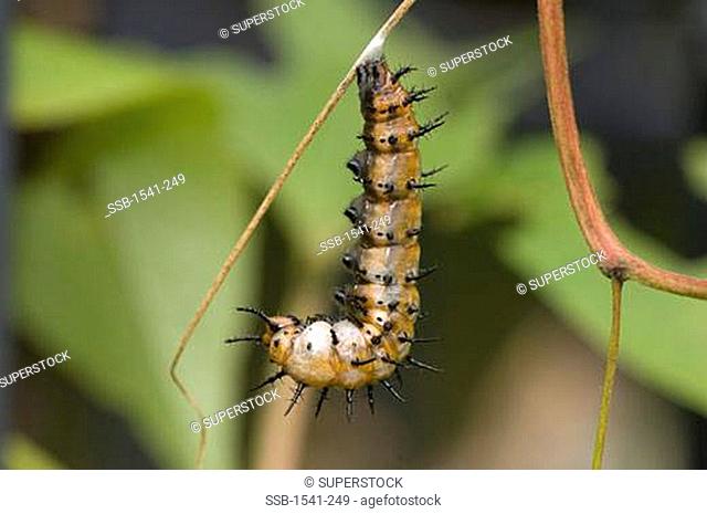 Close-up of a Gulf Fritillary butterfly larva Agraulis vanillae hanging on a stem