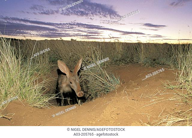 Aardvark (Orycteropus afer), emerging from burrow at dusk. Tuissen de Riviere NR, Free State. South Africa