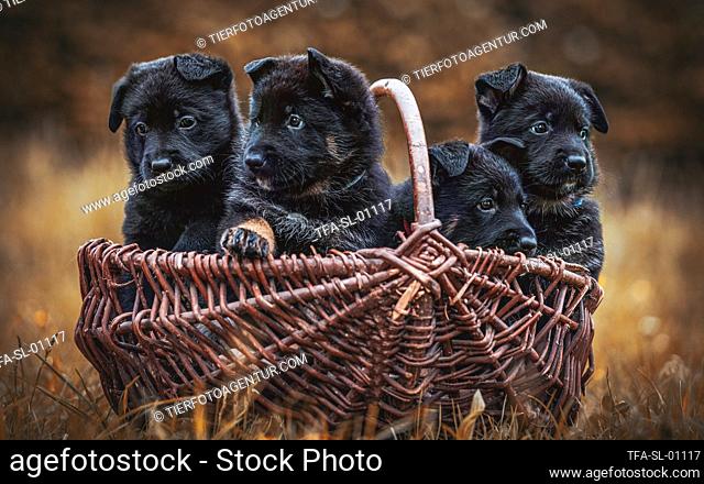 German Shepherd Dog Puppies in the wicker basket